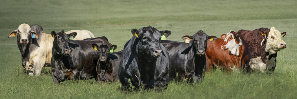 A Fazenda 3 Marias, de Videira (SC), recebeu o Selo Angus de Sustentabilidade, tornando-se a primeira propriedade da região Sul do Brasil e a sexta do país a conquistar o reconhecimento