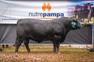 3Marias conquista título de Campeão Touro 2 Anos Angus na ExpoLages 2026